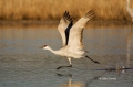 Sandhill-Crane;Crane;Grus-canadensis;Flying-bird;action;aloft;behavior;flight;fl